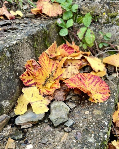 Goldener Herbst im Ahrtal