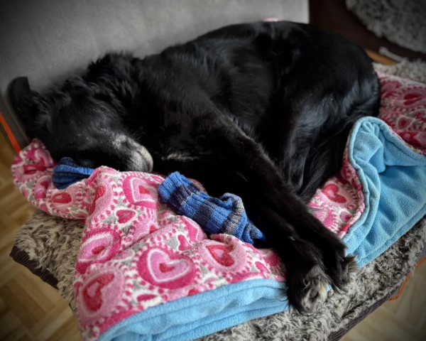 Hund Momo und meine Socken