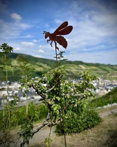 Der Troseblick in den Dernauer Weinbergen