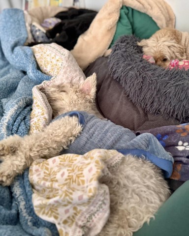 Faules Hunde Rudel