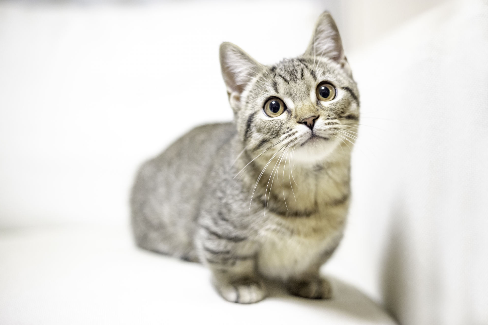猫アレルギーでも猫を飼える日がくる Nps成田予備校 学習塾 猫アレルギーでも猫を飼える日がくる Nps成田予備校 学習塾