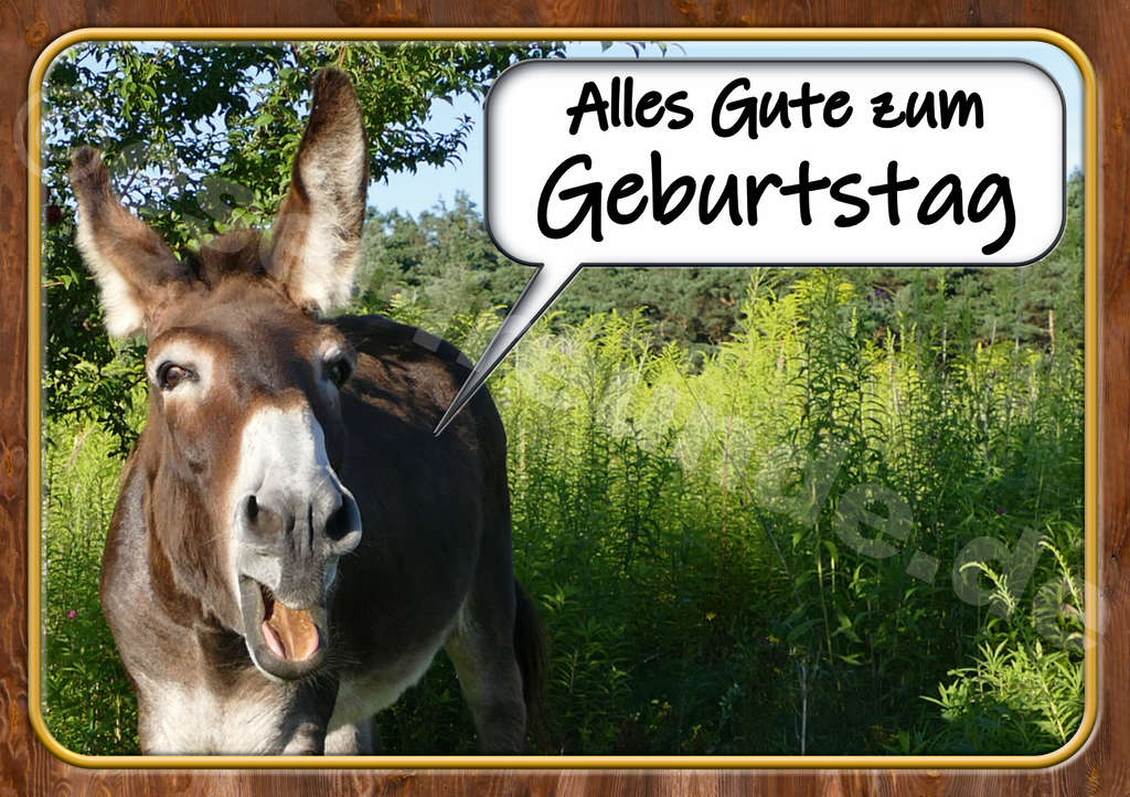 Esel Fanartikel Esel Esel Kurse Esel Fotogalerien
