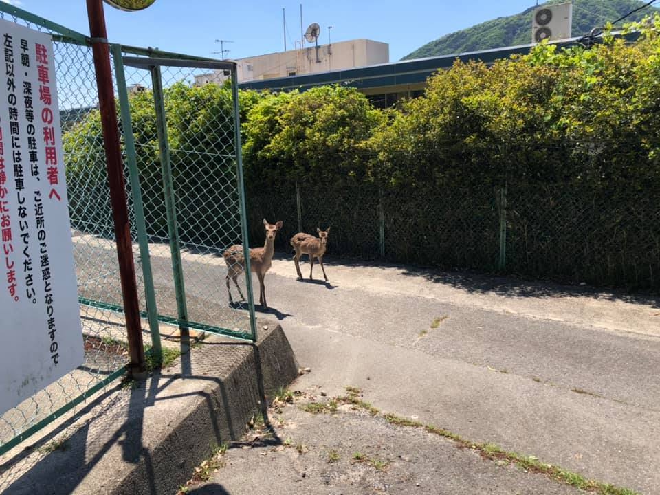 ドローン空撮現場は野生の王国