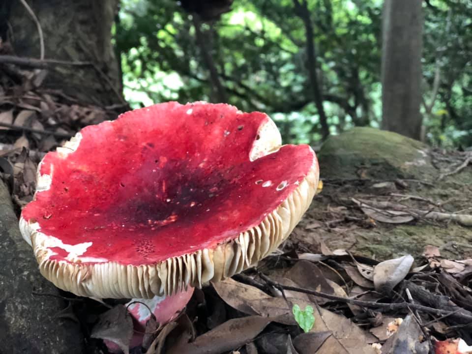 ハニービーワークスドローンロケ隊キノコの山で精力つける⁈