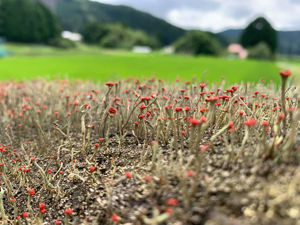 散布ドローンデモ飛行の帰り道に