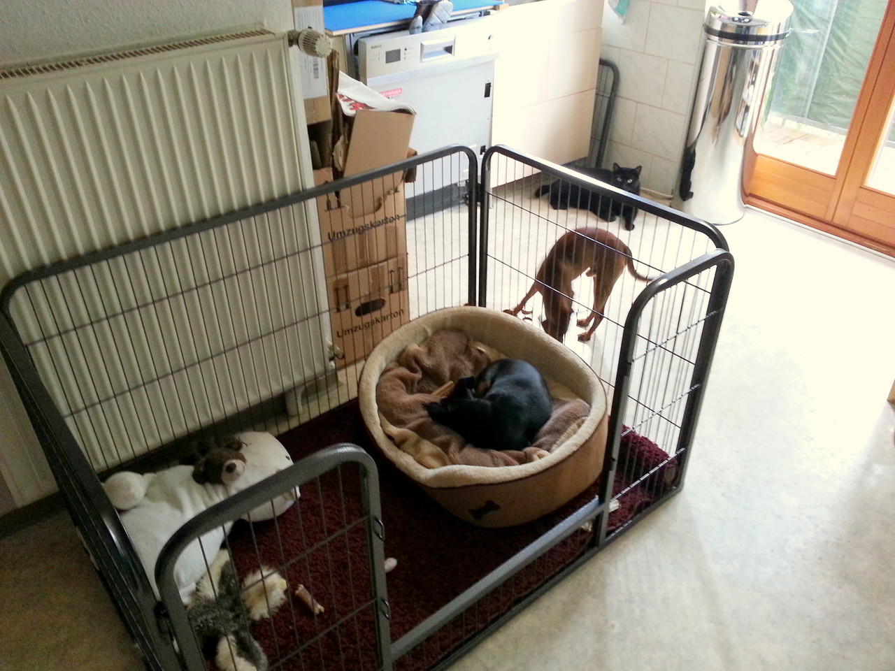 Der Welpenauslauf Ist Da Die Zwergpinscher Augsburg