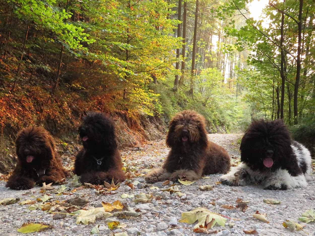 der Wald ist momentan so unbeschreiblich schön und spannend, da bedarf es auch mal eine Ruhepause