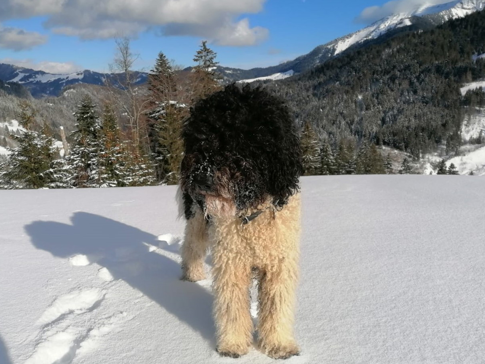 Bruce-Oscar, auch er ist standesgemäß viel am Berg unterwegs und schneesicher