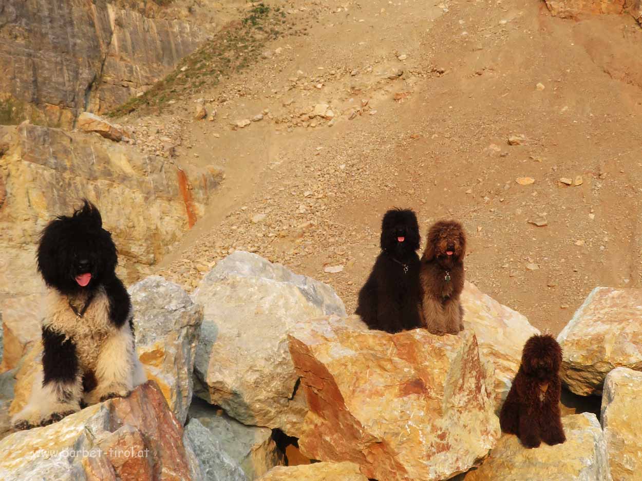 Vier Barbets "von den Tiroleralpen" unterwegs in den Kitzbüheler Alpen