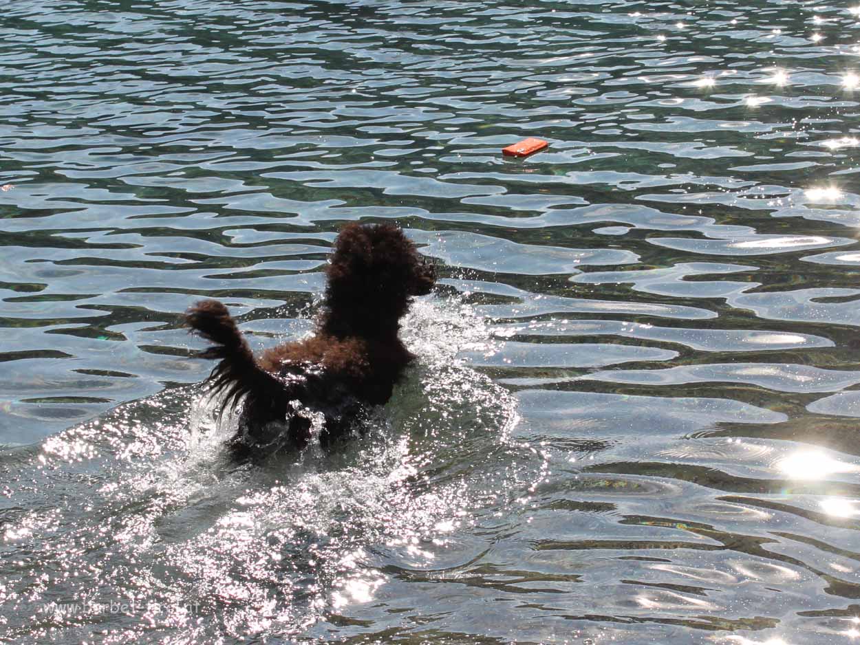 Héloise liebt das Wasser. Apportieren gehört für sie dazu :-)