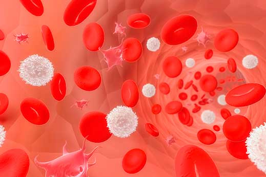 Vene mit Leukozyten, Thrombozyten und Erythrozyten