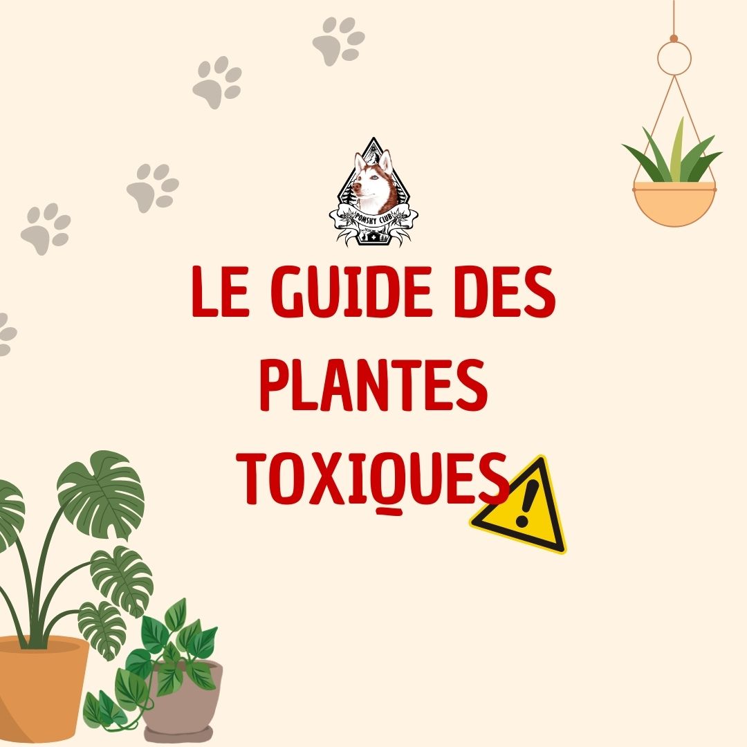 Le guide des plantes toxiques pour les chiens