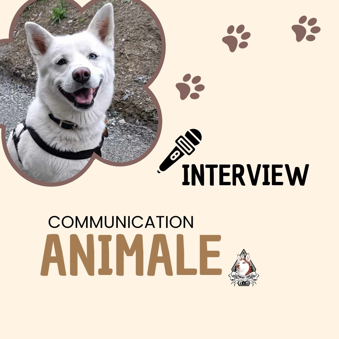Communication Animale