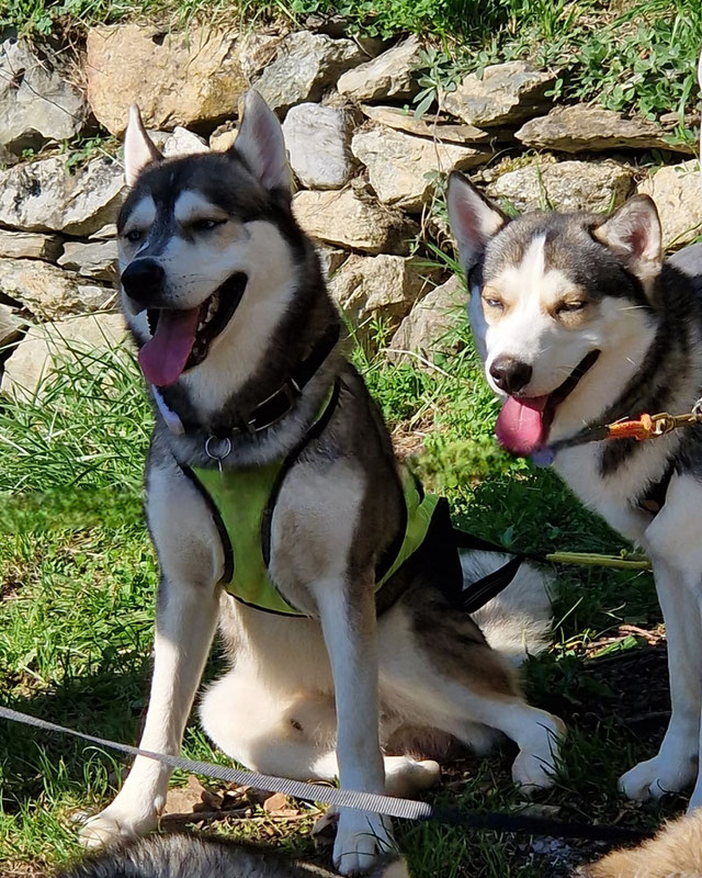 Un Pomsky, ça change la vie ?