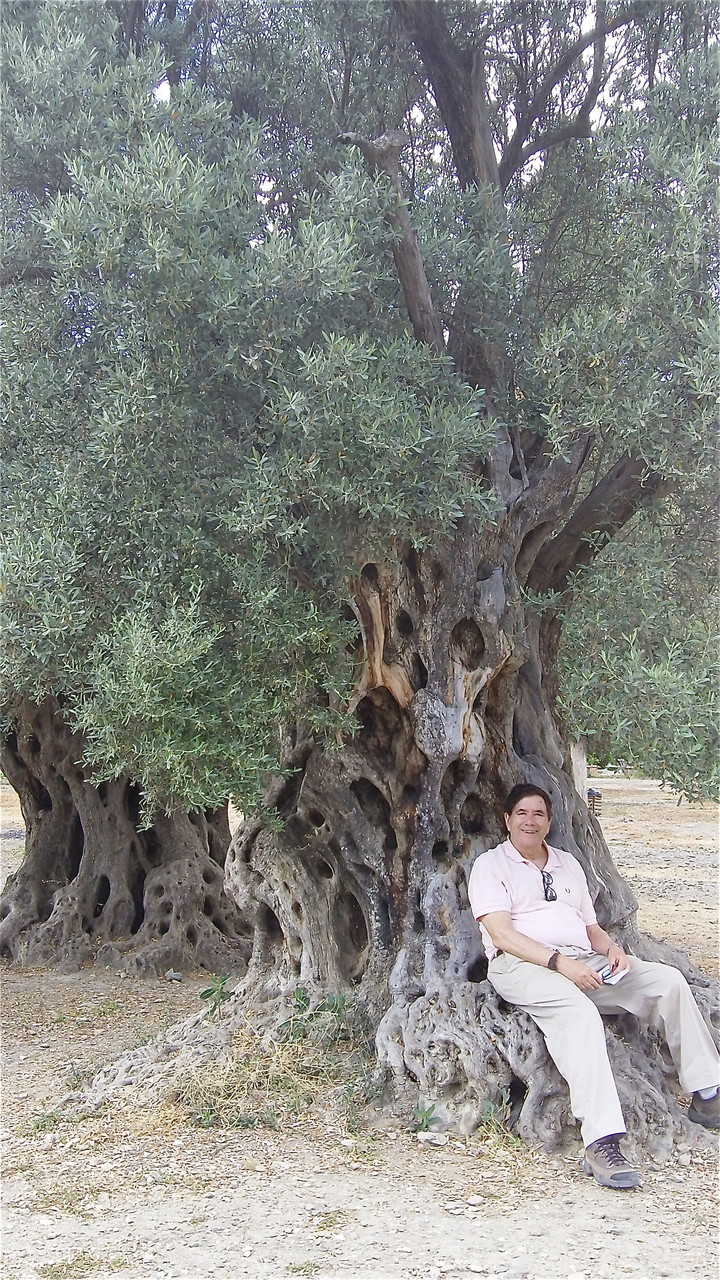 John with VERY OLD olive trees at Gortyna, Crete; tree is about 2000 yrs old