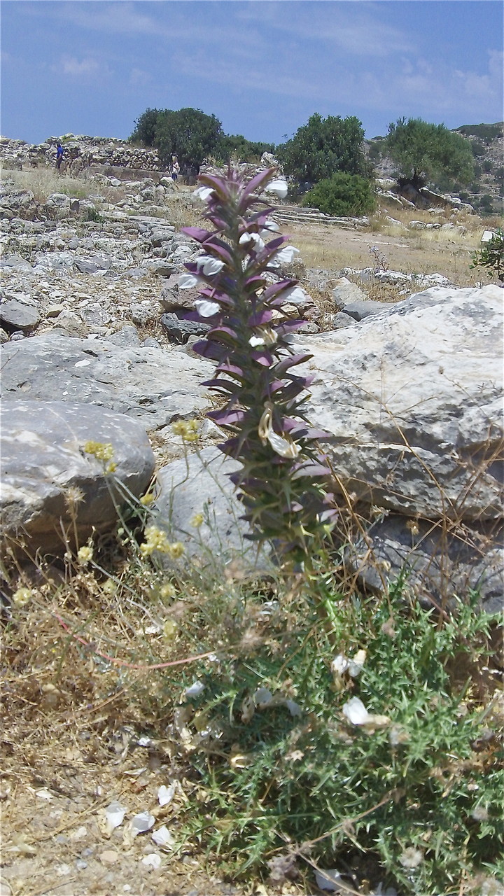 flower, Gournia ruins