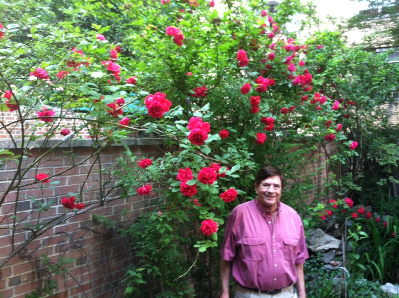 John's lovely red roses in our backyard! 6-14