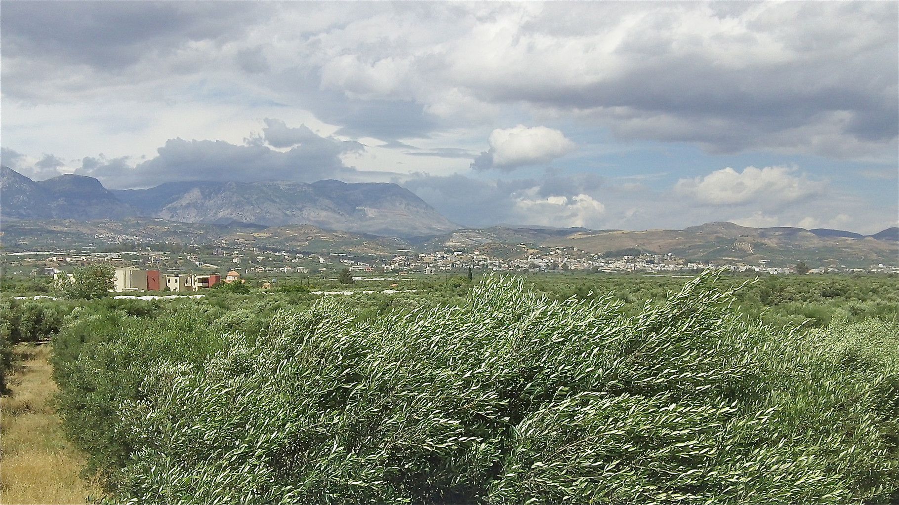 Some of the 30 million olive trees on Crete...Crete produces 45,000 tons of olive oil in an average year