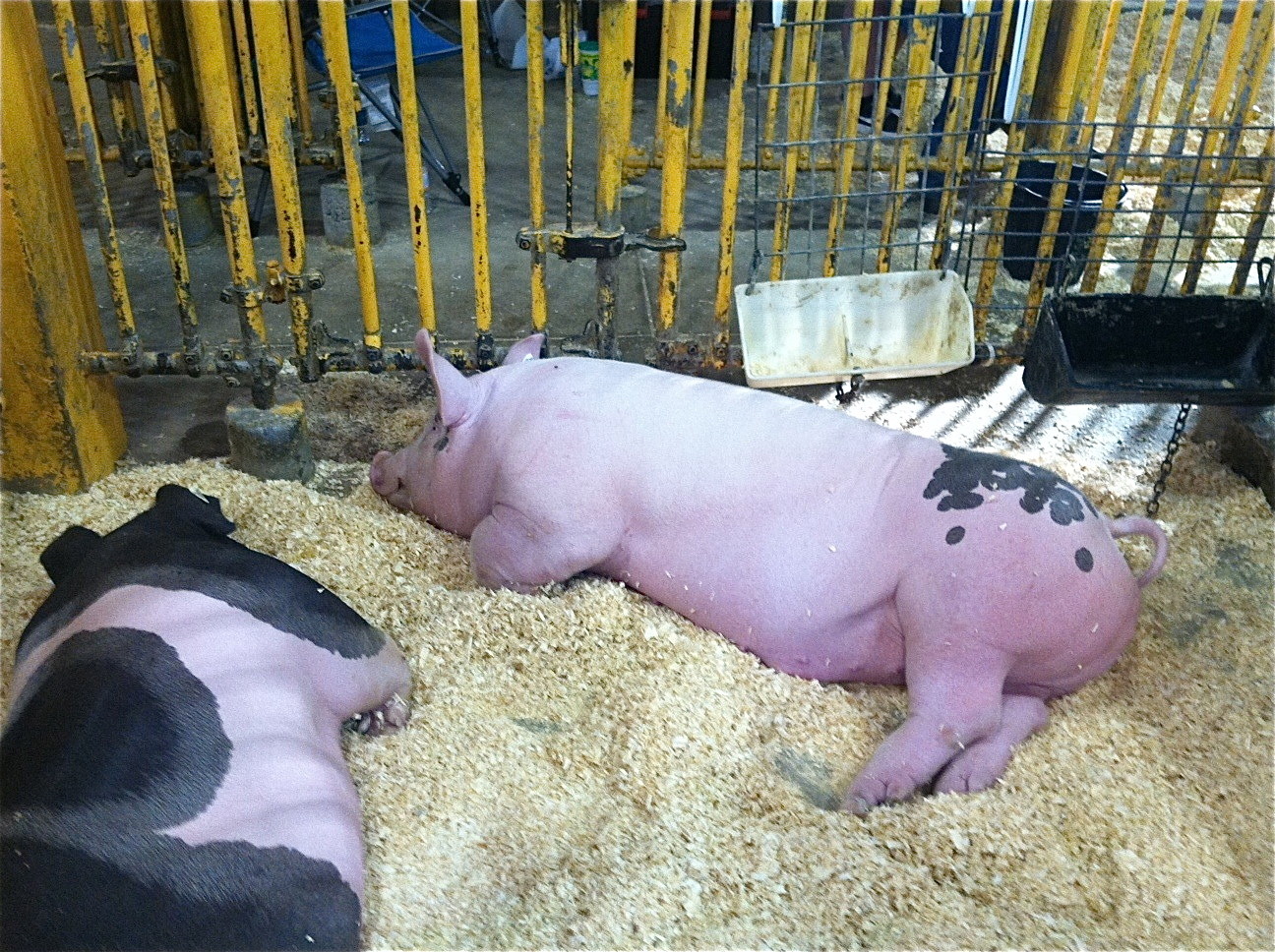 Pigs, NY State Fair, Aug. 2014