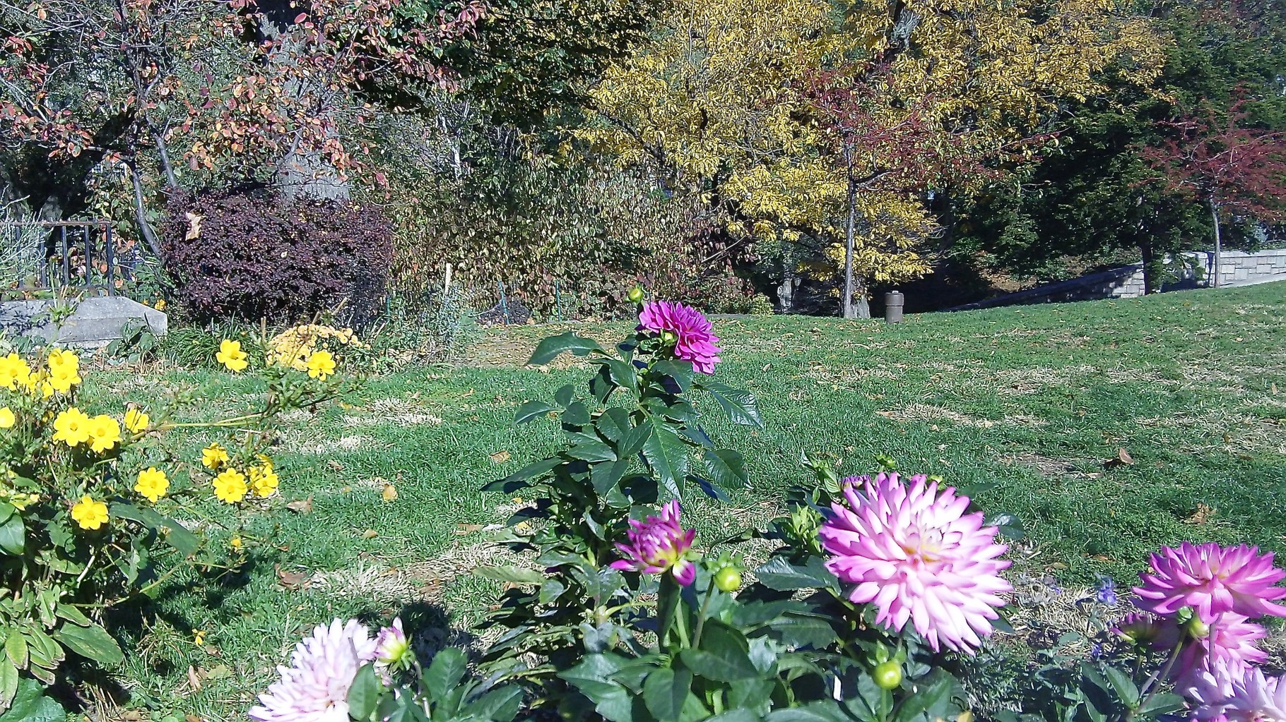 fall flowers, NYC by the East River, Nov. 9, 2015