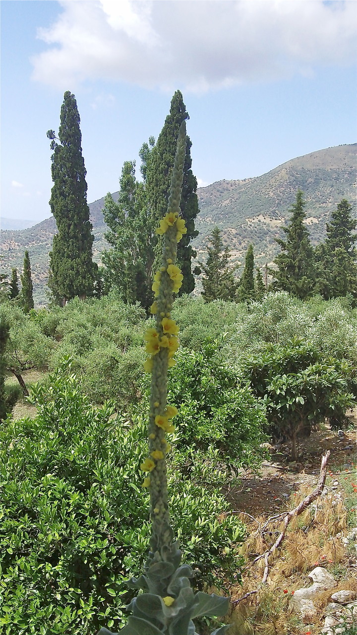 flower at the monastery