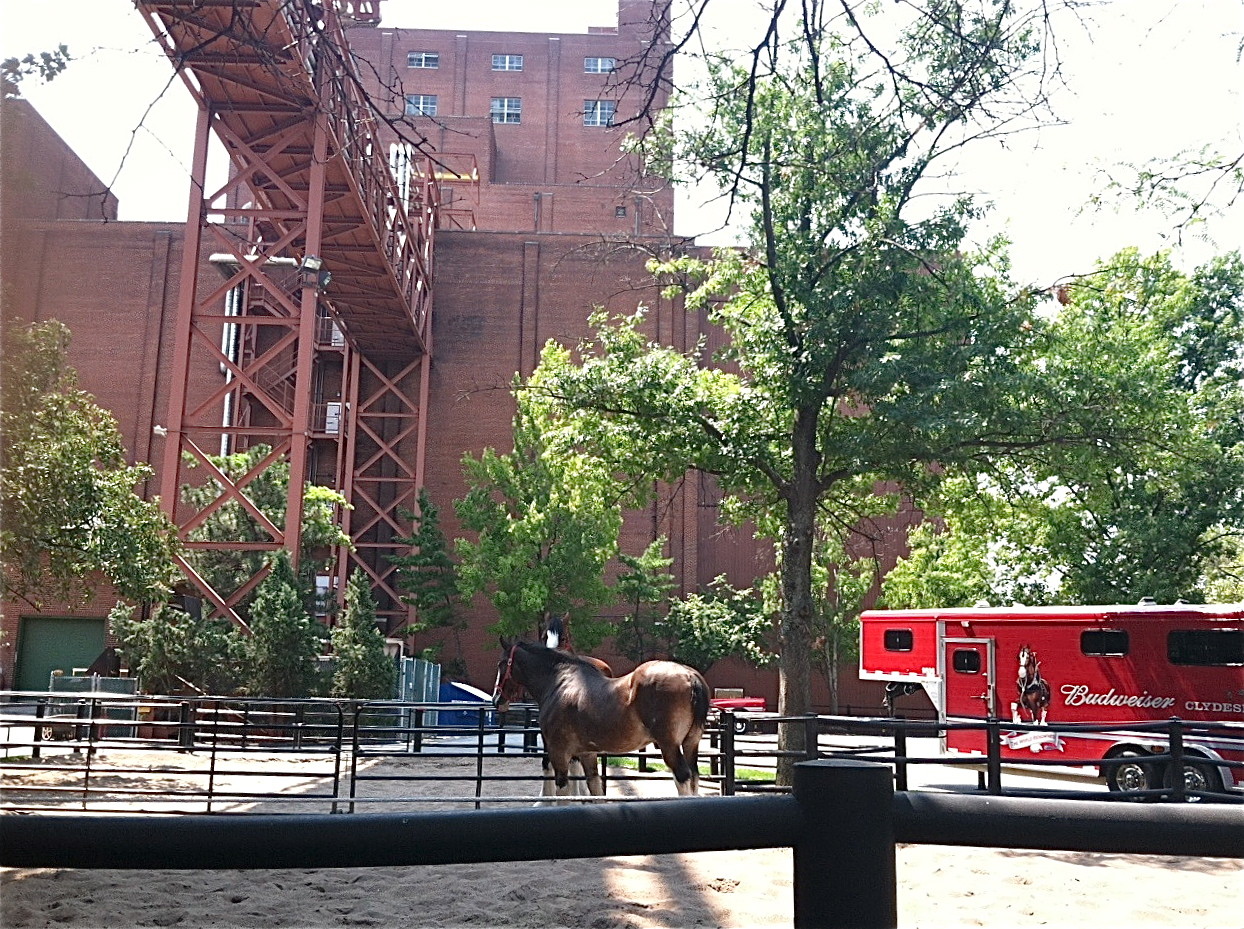 Anheuser Busch Brewery Tour, St. Louis; Clydesdale Horses 