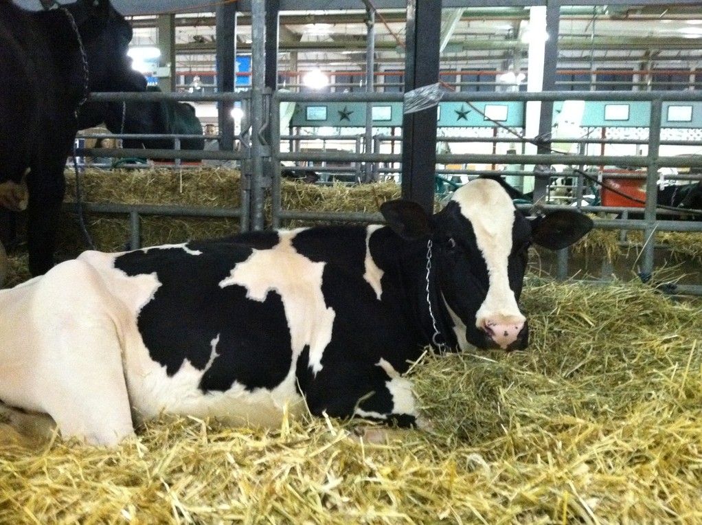 Bossy the cow! NYS Fair, 2012