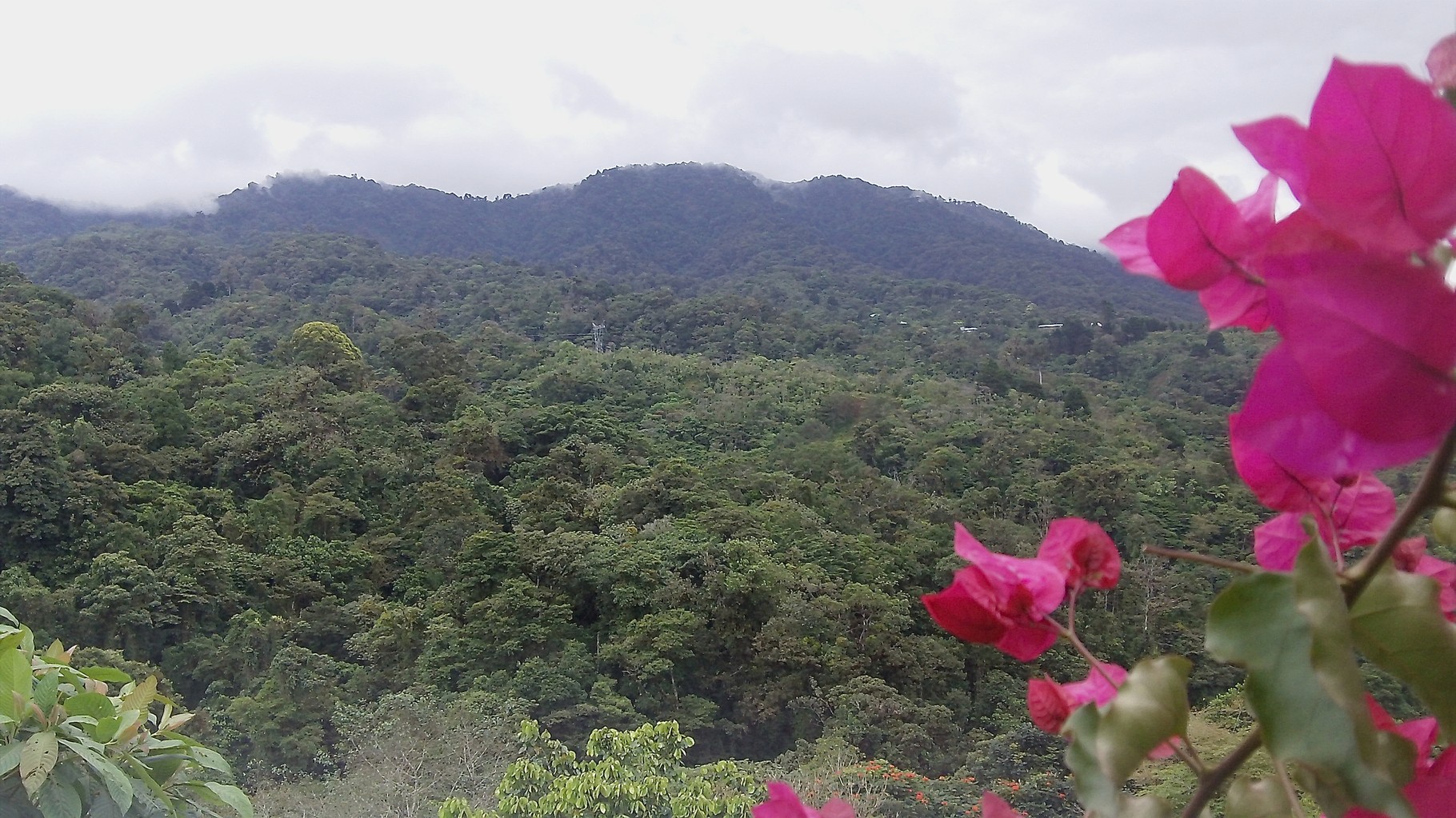 Rain forest in Costa Rica