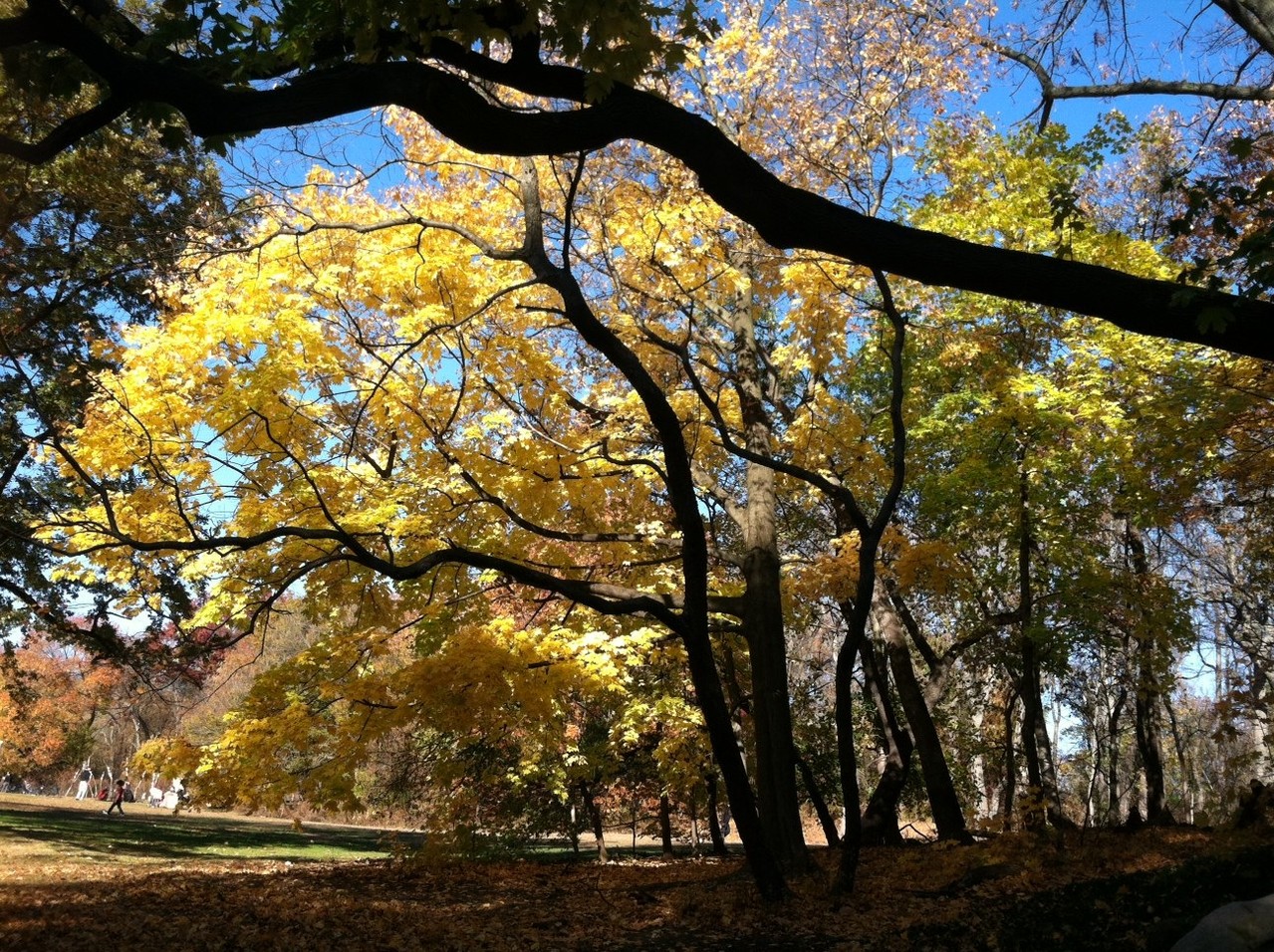 Autumn trees, Prospect Park, Brooklyn, NY