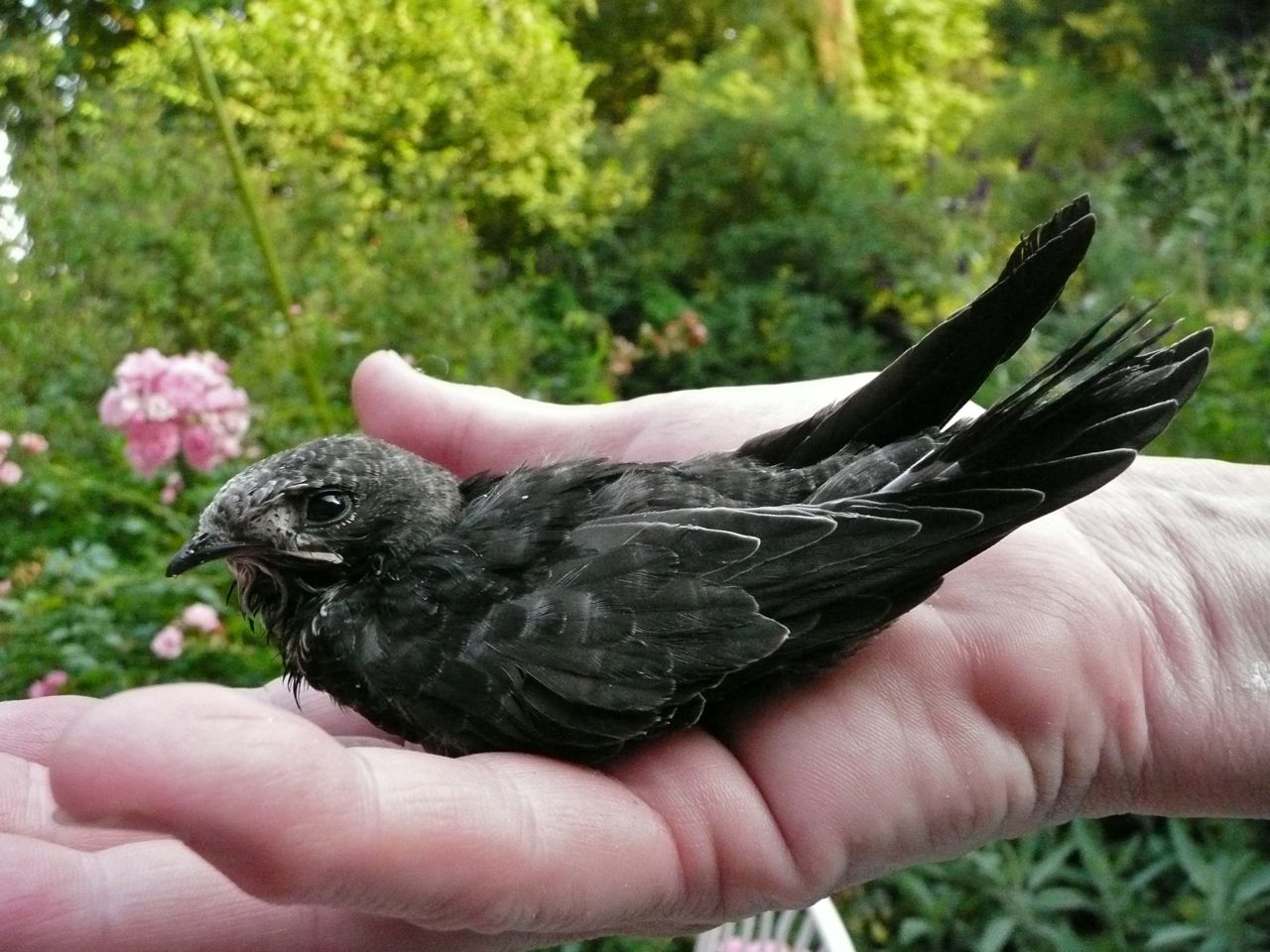 Vögel In Not Vögel In Not
