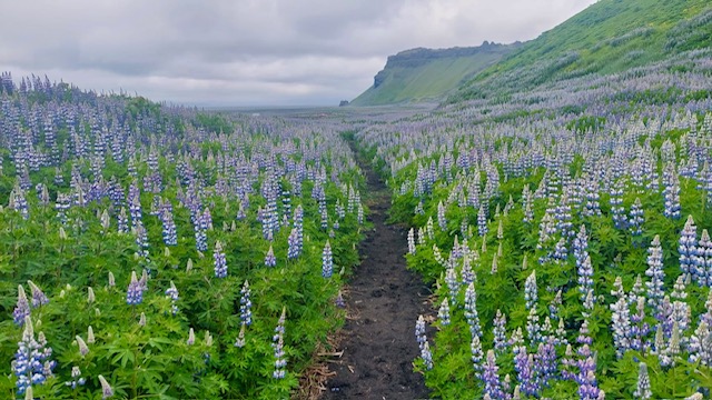 Lupinenfelder auf Hjörleifshöfði