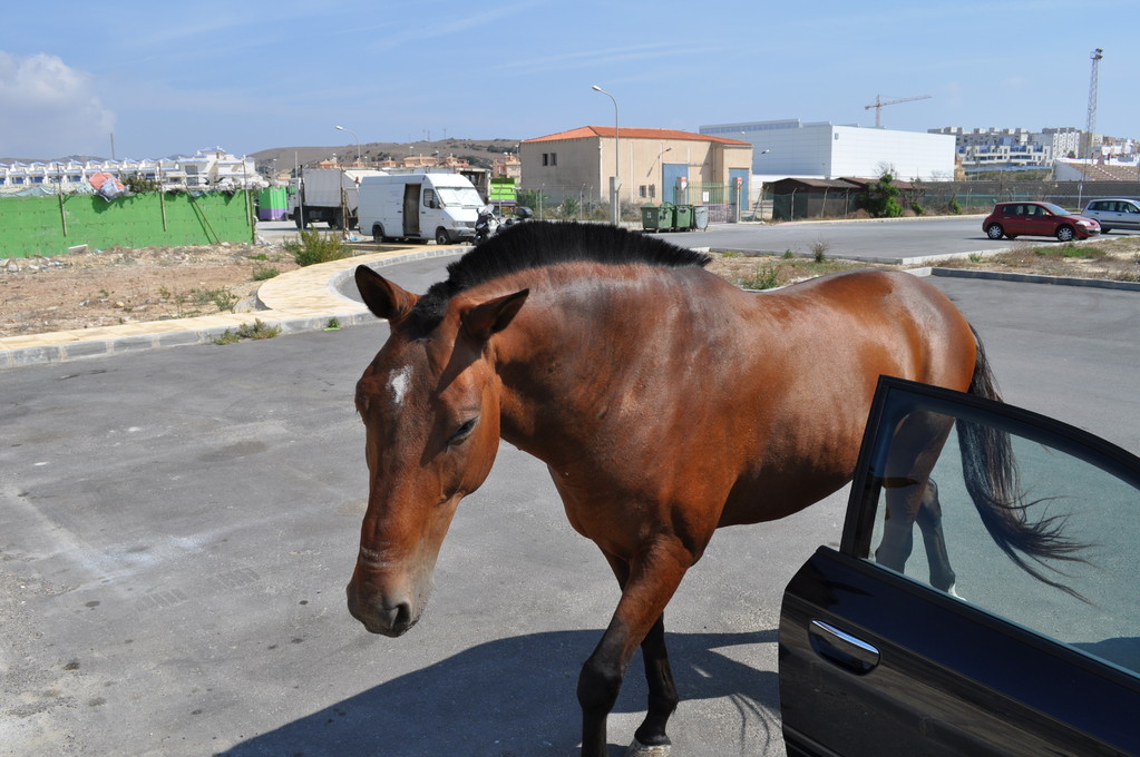 Tarifa - ein Pferd läuft frei auf dem Parkplatz!!!