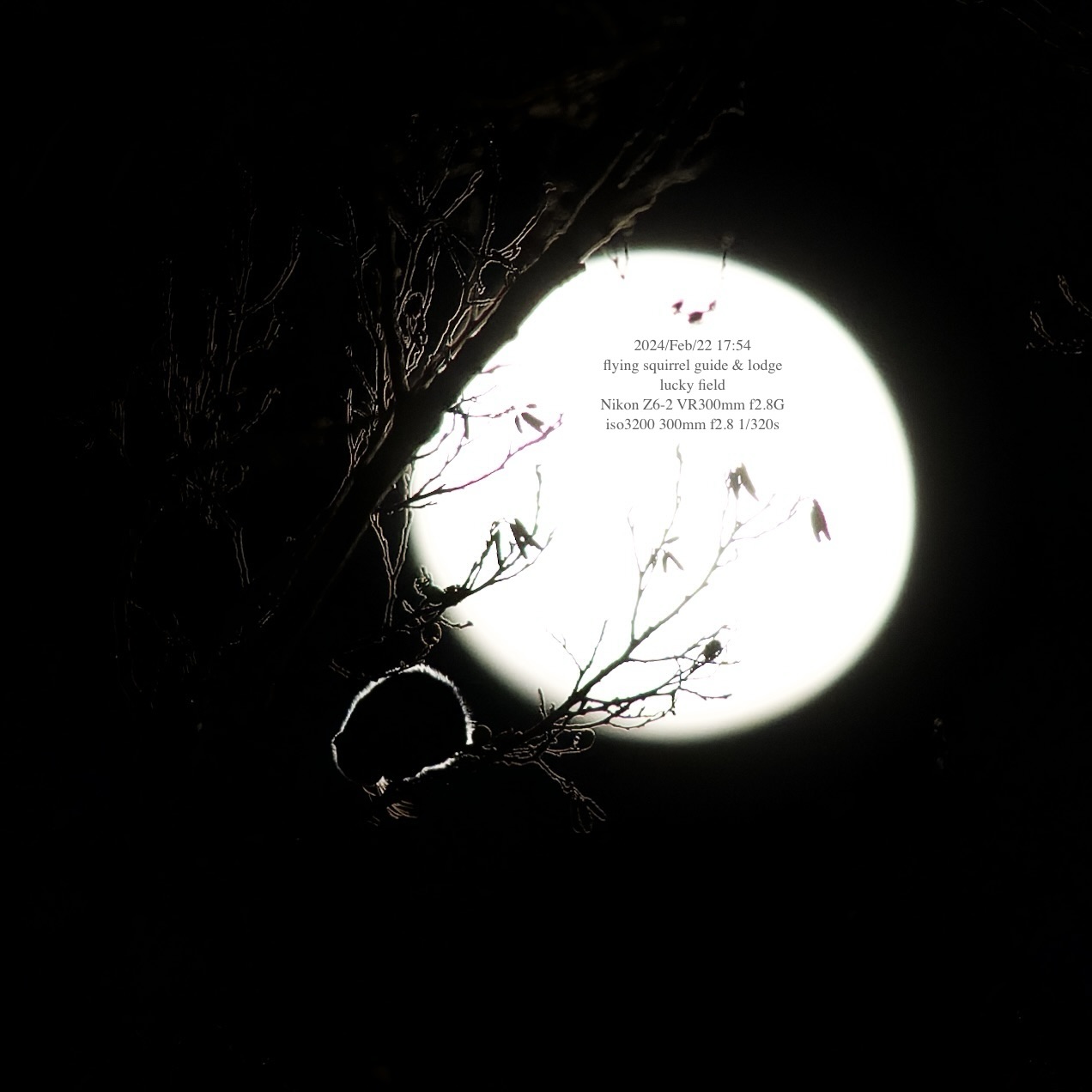 月とモモンガ　Moon and Flying Squirrel