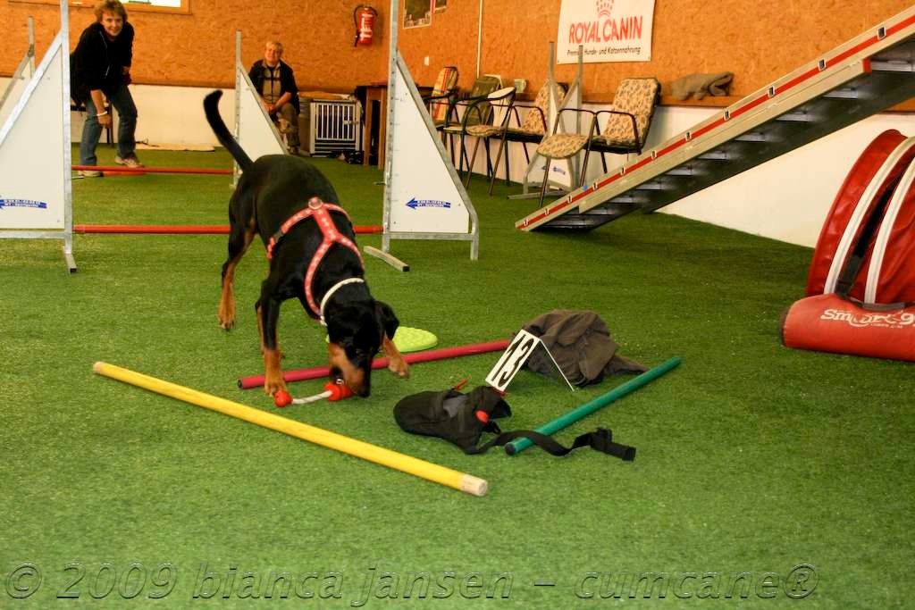 Scent Hurdle Racing Susan Marti menschhundfreund