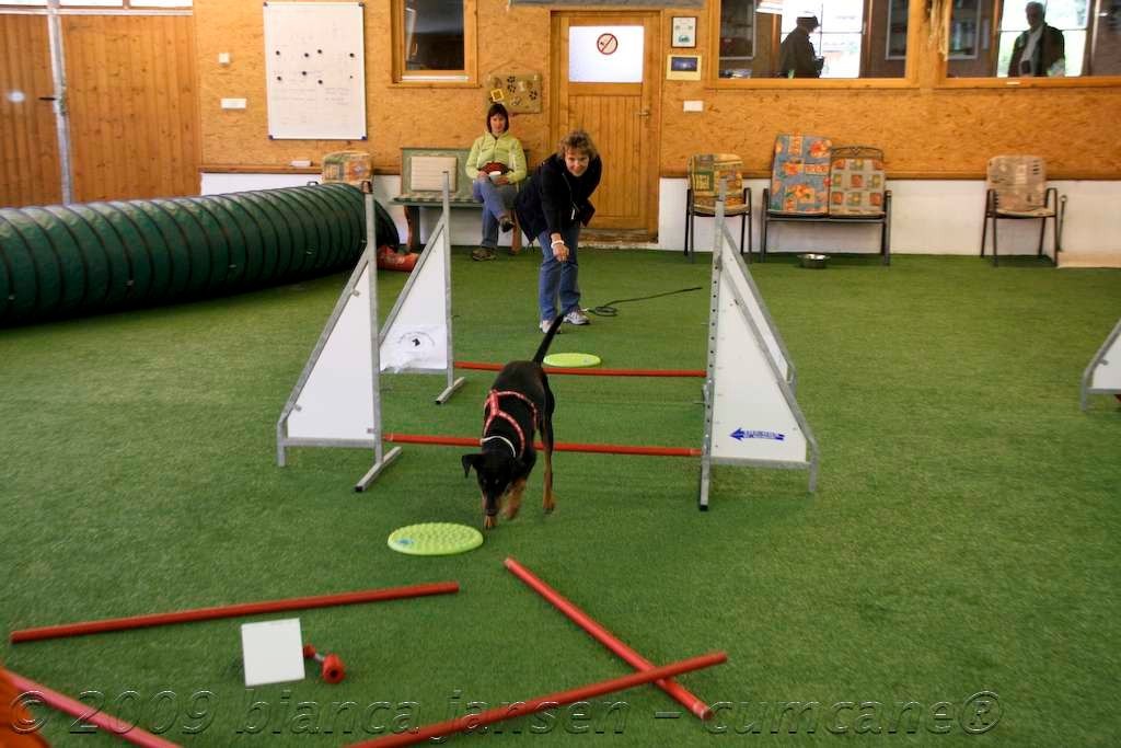 Scent Hurdle Racing Susan Marti menschhundfreund
