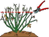 Rosenpflege im herbst - rosenfreunde-braunschweig