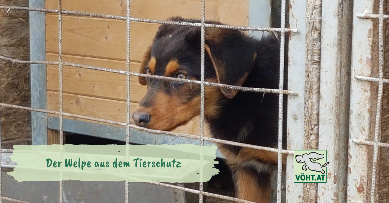 Der Welpe aus dem Tierschutz