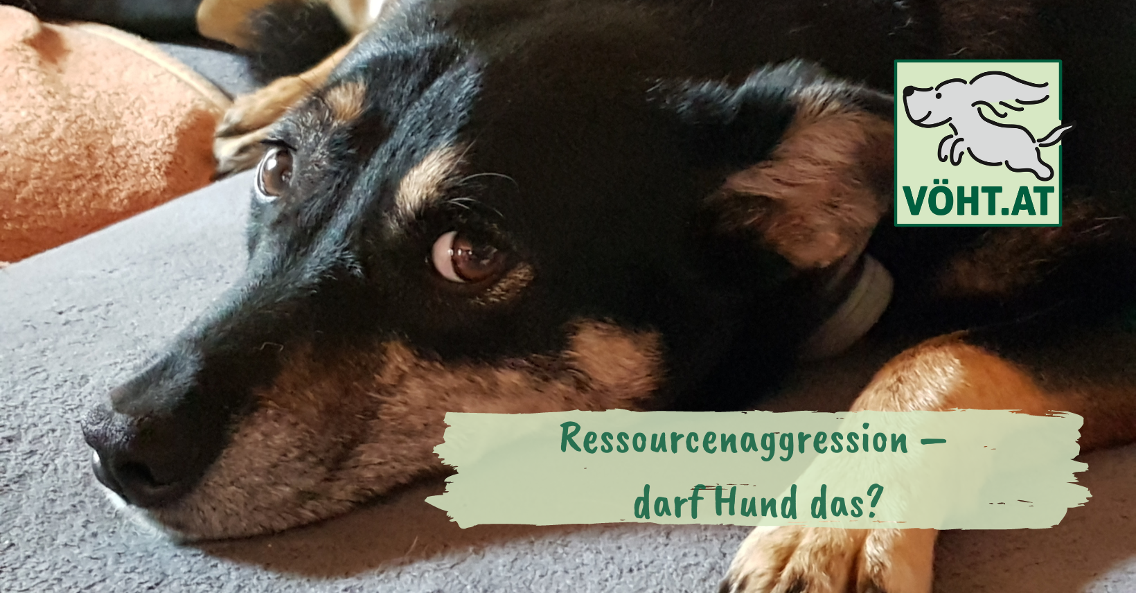 Ressourcenaggression – darf Hund das?