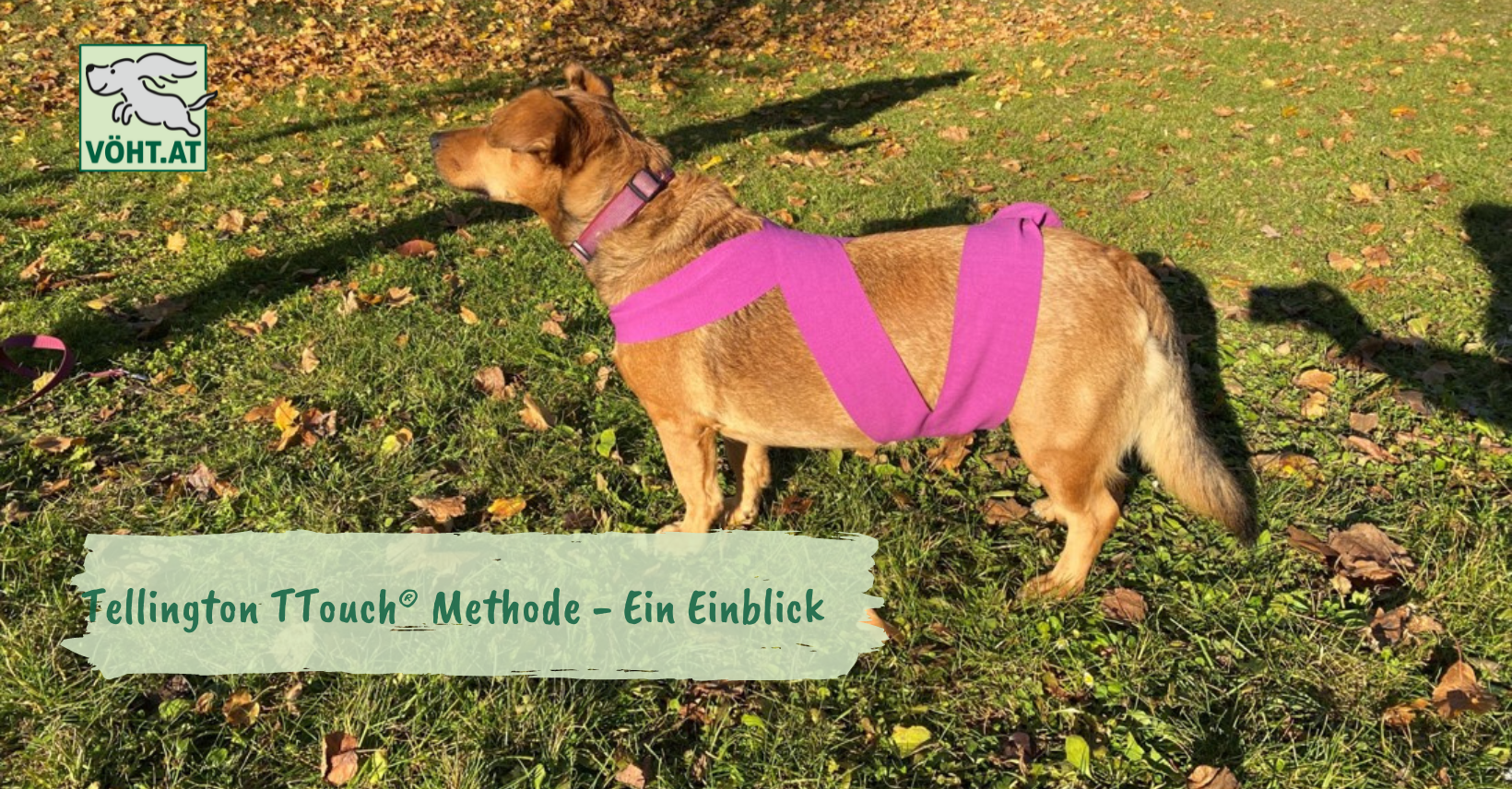 Tellington TTouch® Methode - Ein Einblick