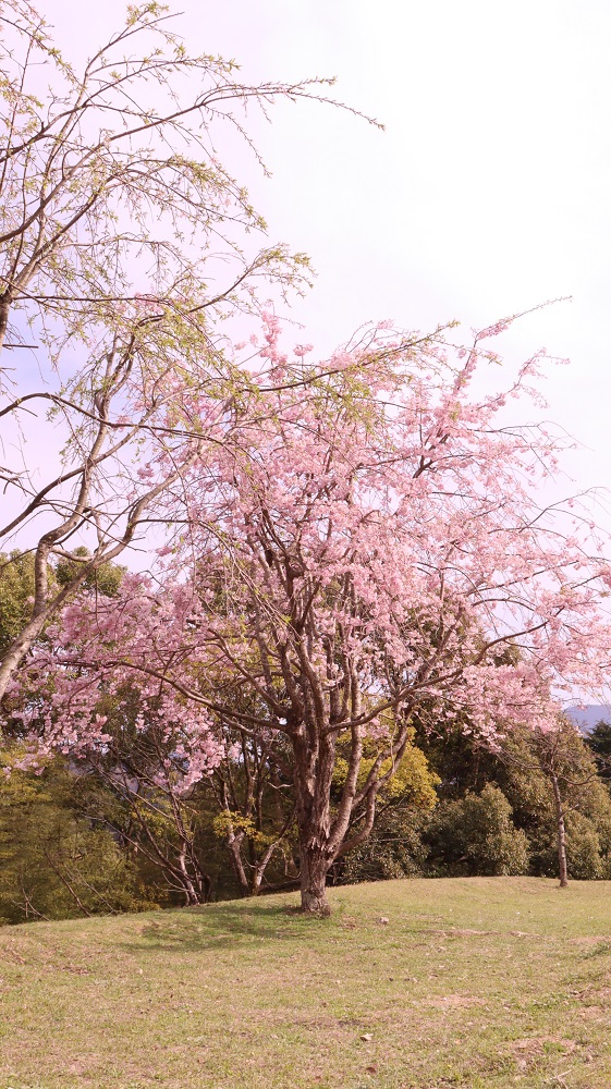 一本桜の写真フリー素材-photo-