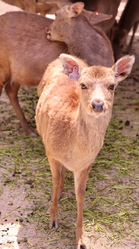 写真鹿帖..カメラ目線な122年前の鹿たちの写真集 写真鹿帖..カメラ目線な122年前の鹿たちの写真集