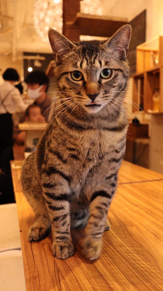 d337.キジトラ猫のすまし顔【動物関連】無料画像 - QREON素材ノート