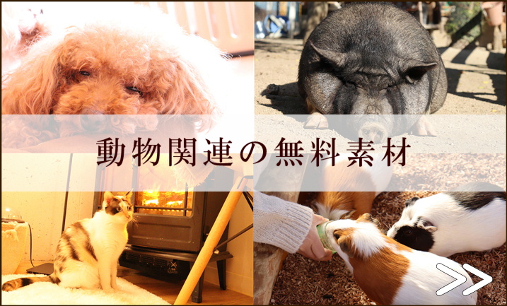 動物フリー素材無料