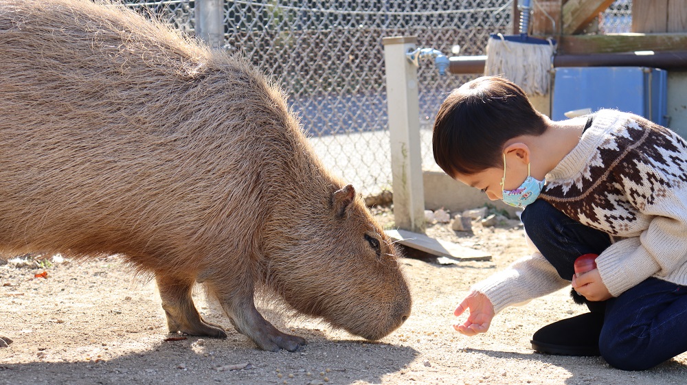 D51 カピバラと子供の餌やり 動物 無料画像 Qreon素材ノート D51 カピバラと子供の餌やり 動物 無料画像 Qreon素材ノート