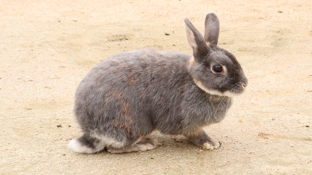 D29 ウサギ 動物 無料画像 Qreon素材ノート