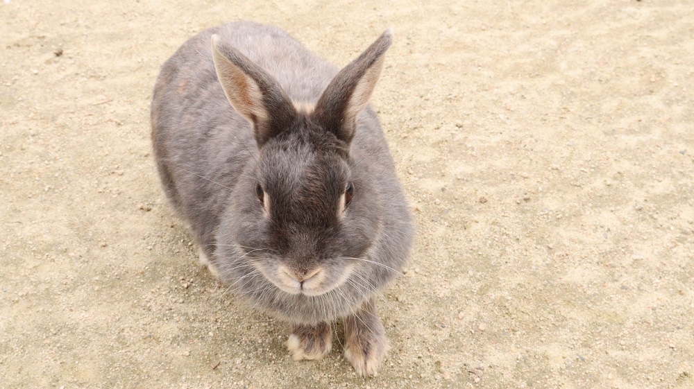 D28 ウサギ 動物 無料画像 Qreon素材ノート D28 ウサギ 動物 無料画像 Qreon素材ノート