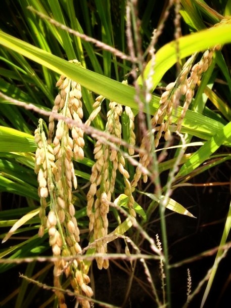 Arroz a punto de ser cosechado