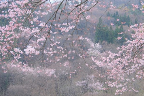 ５席　桜の丘　榊原さん