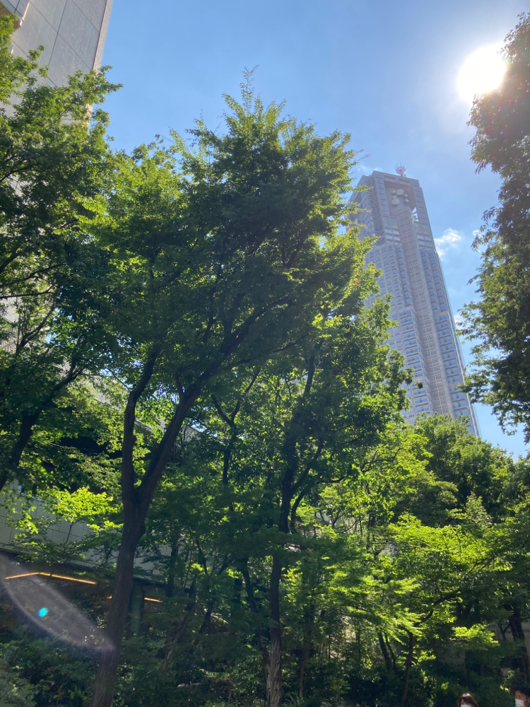京王プラザホテル前の街路樹から、都庁を望む。夏の日差しも覆うような緑が守ってくれます。