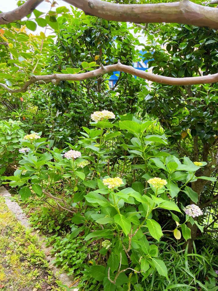 hisaeさんのお庭の色づきはじめた紫陽花。まだうぶうぶの紫陽花がなんとも瑞々しくって可愛いなぁと思います。あれから幾度かの雨を含んで今頃は見事に鮮やかな姿を見せてくれていることでしょう。わたしは、水分が多い紫陽花の時期が大好き!雨の日の方が足が滑るというか・・・昔、カタツムリだったんじゃないかと思うほど(笑)梅雨の時期に意外とカラダが良く動きます♪
